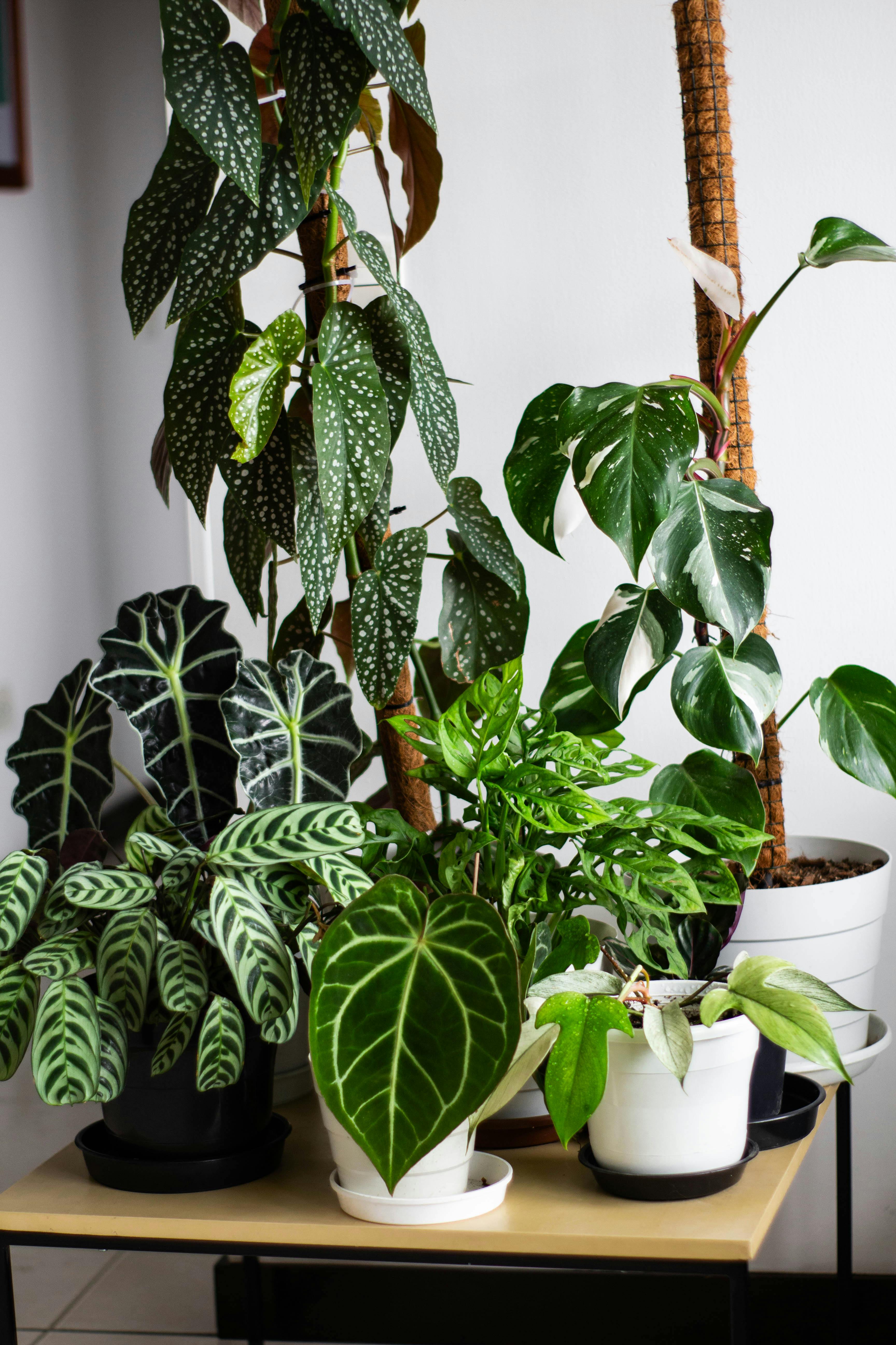 Indoor / House Plants