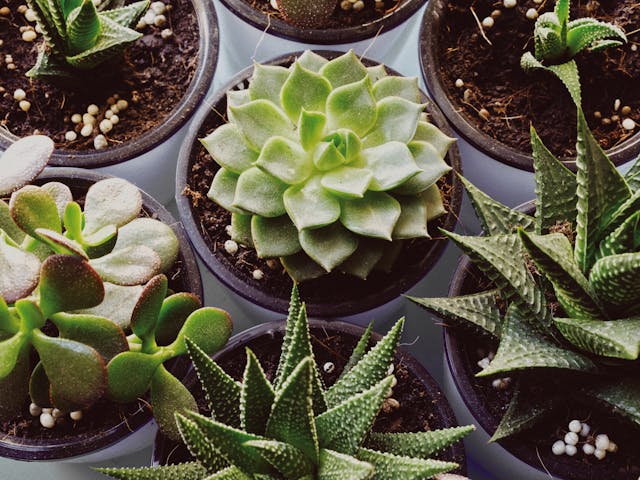 Succulent & Cactus