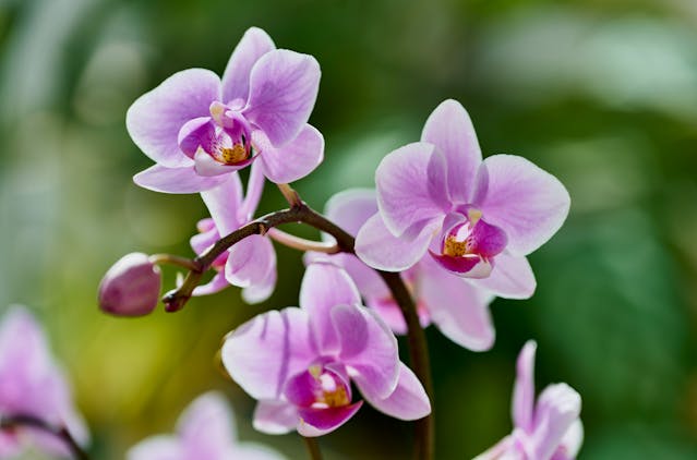 Flowering Plants