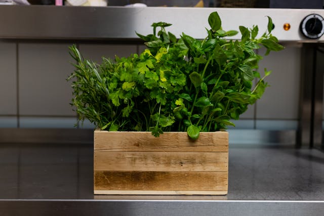Herbs & Kitchen Plants