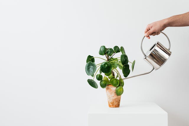 Plant Care & Accessories
