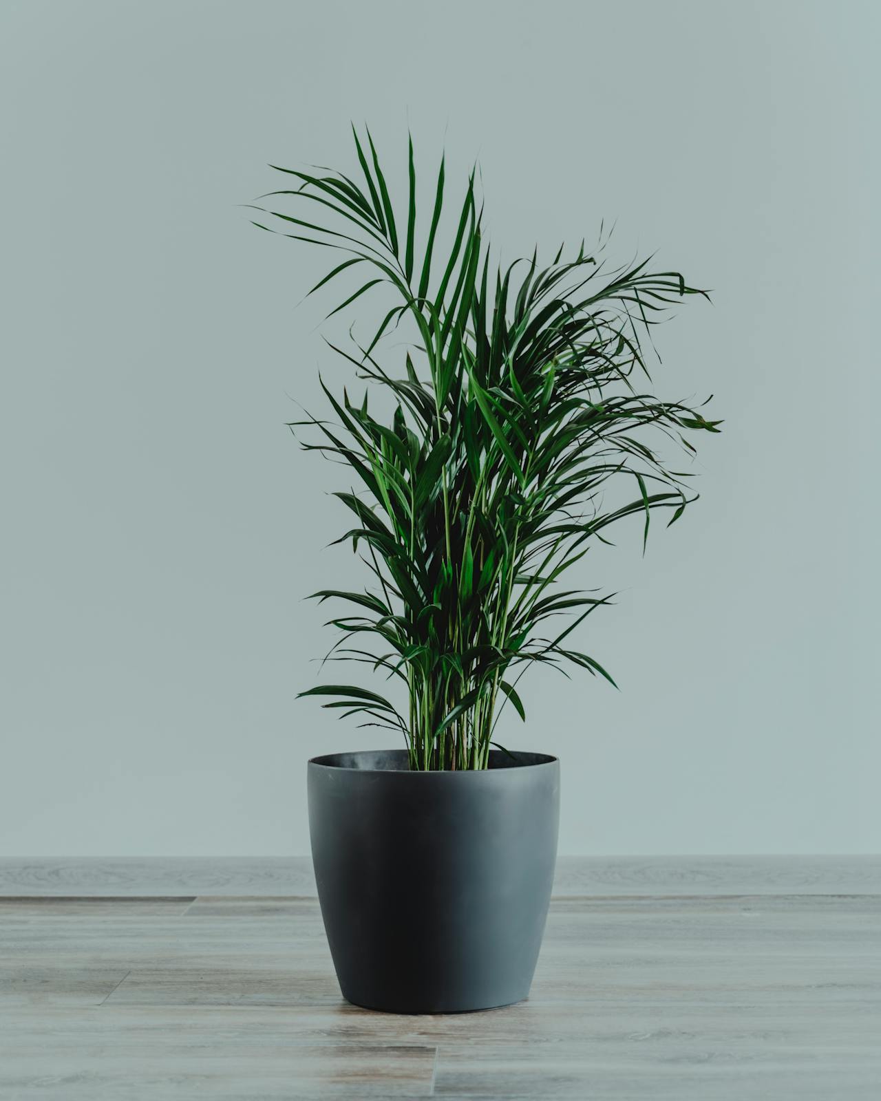 Areca Palm Indoor Plant