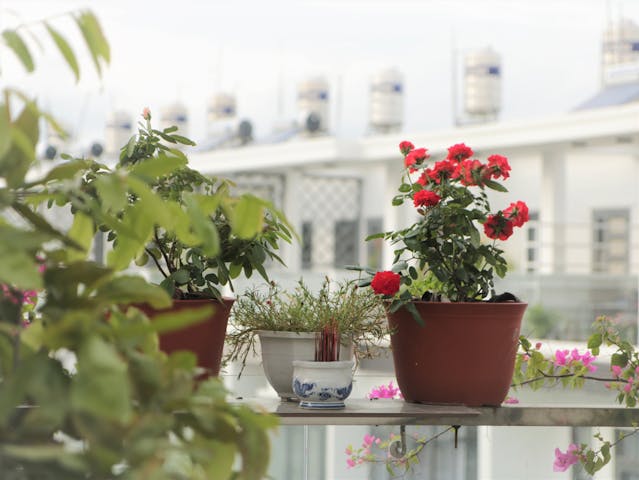 Balcony garden plants and pots